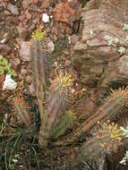 Слика од Euphorbia nesemannii R. A. Dyer