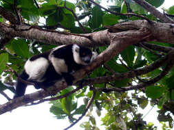 Image of Black-and-white Ruffed Lemur