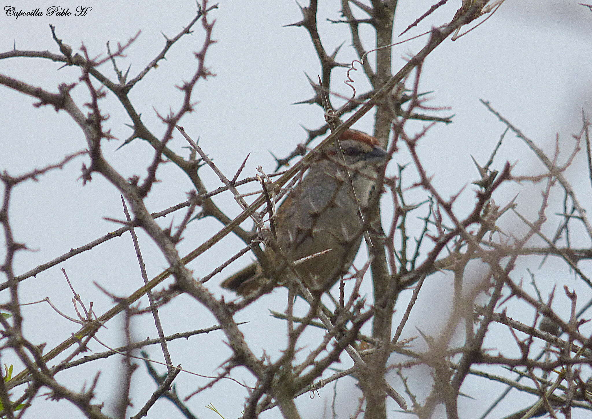 Image of Stripe-capped Sparrow