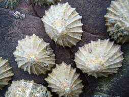 Image of limpets