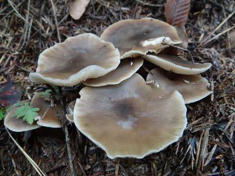 Image of Rhodocollybia butyracea (Bull.) Lennox 1979