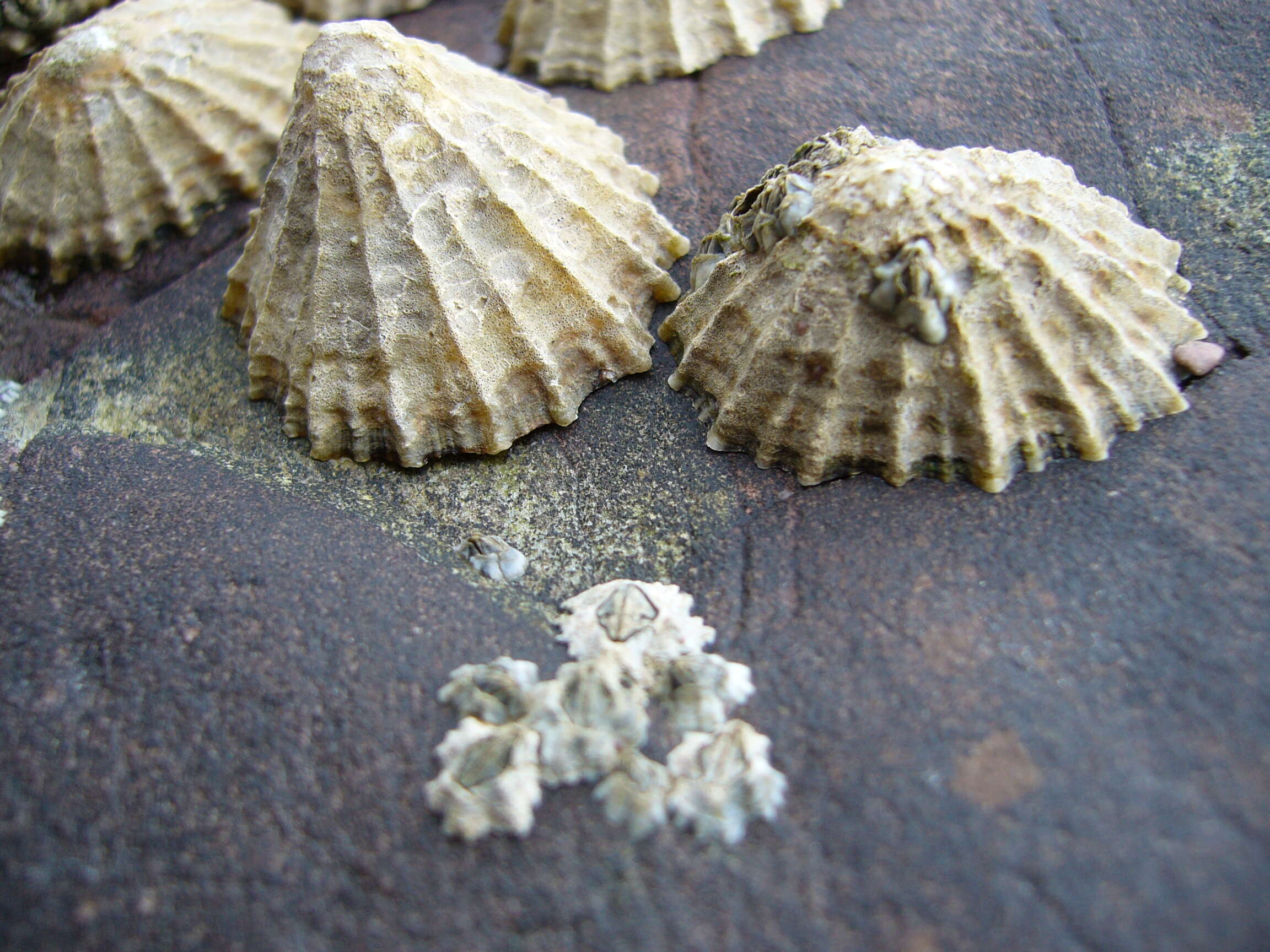 Image of Common limpet