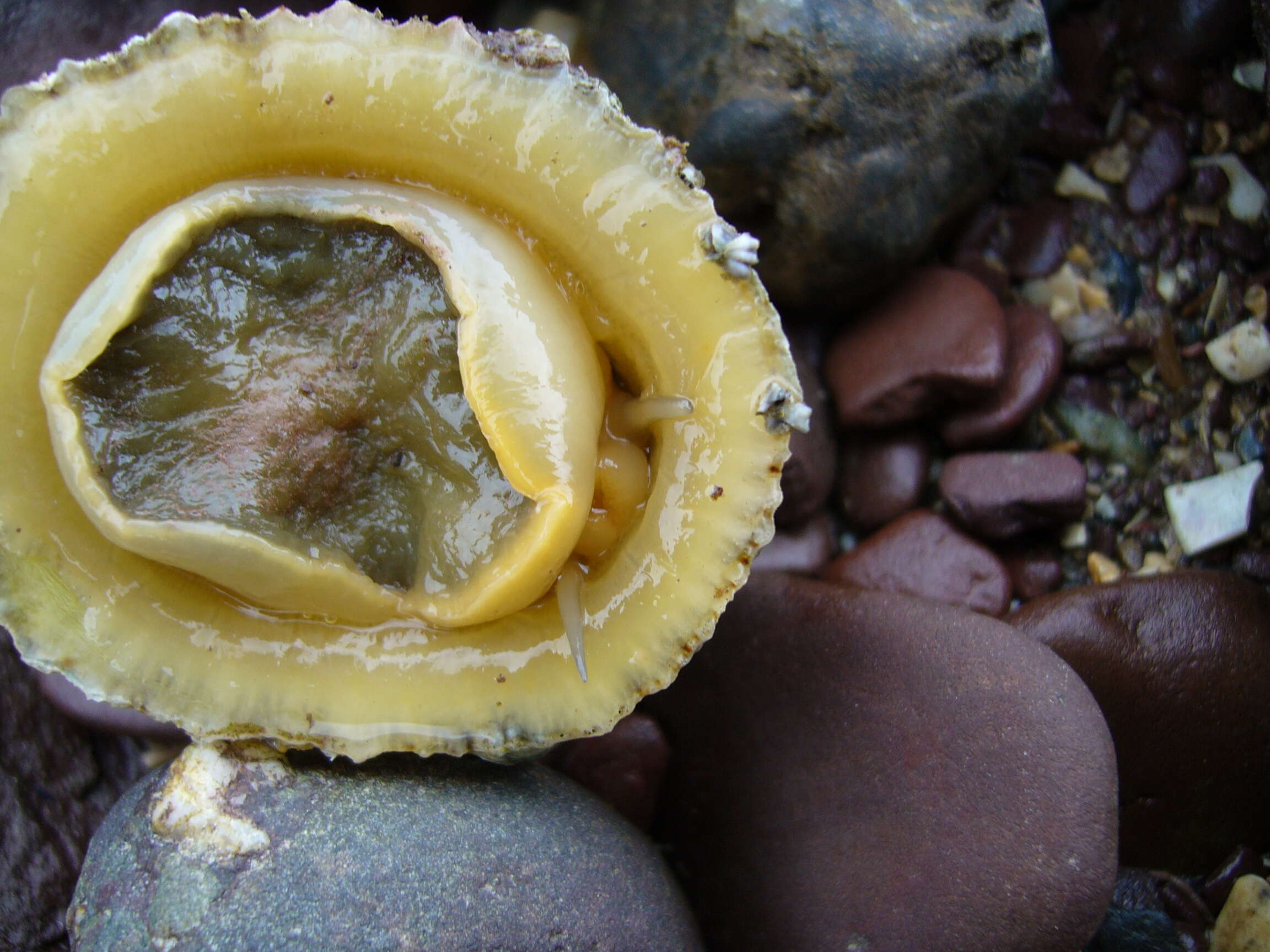 Image of Common limpet