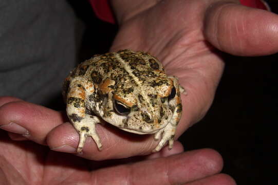 Image of western toad