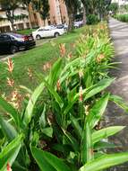 Plancia ëd Heliconia latispatha Benth.