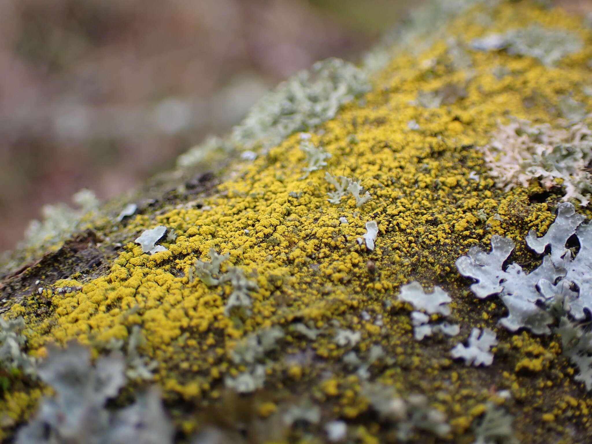 Imagem de Candelariella xanthostigma (Ach.) Lettau