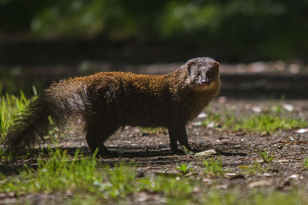 Image of Brown Mongoose