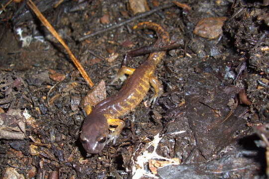 Image of Common Ensatina