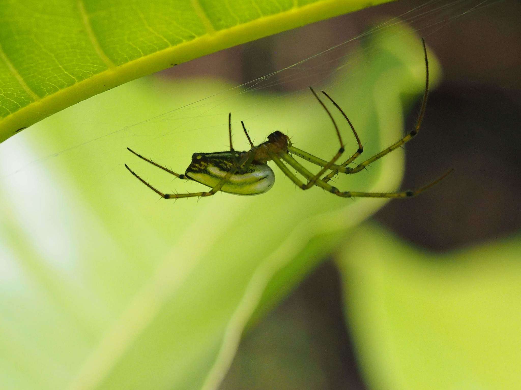 Image of Leucauge celebesiana (Walckenaer 1841)