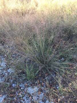 Muhlenbergia reverchonii Vasey & Scribn. resmi