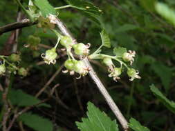 Image of Black Currant