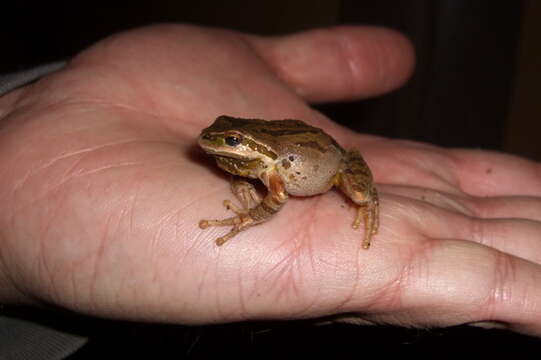 Image of Northern Pacific Treefrog