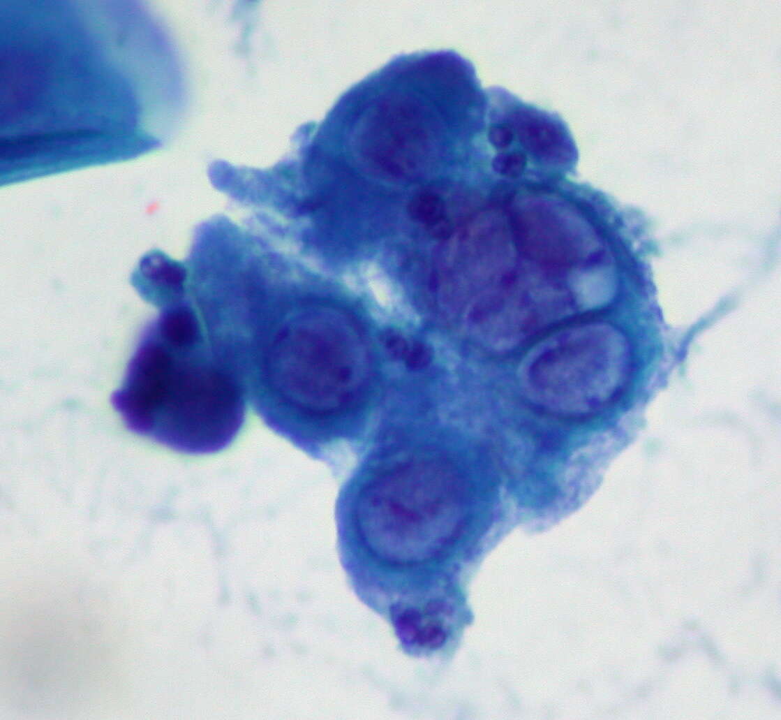 Image of Herpesvirales