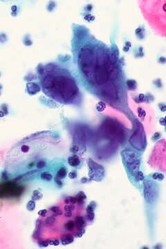 Image of Herpesvirales