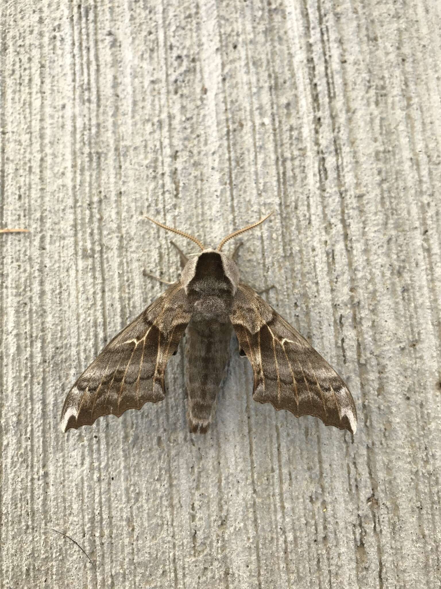 Image of One-eyed Sphinx, Eyed Hawk-moth