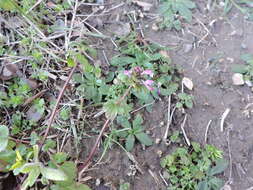 Image of common henbit