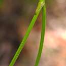 Image of Thysanotus virgatus Brittan