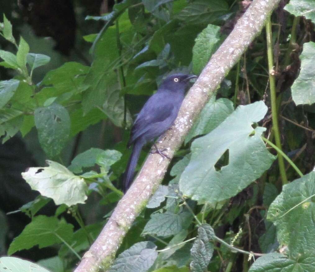 Plancia ëd Melaenornis ardesiacus Berlioz 1936