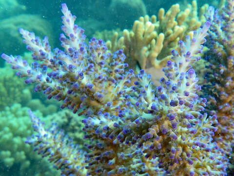 Слика од Acropora echinata (Dana 1846)