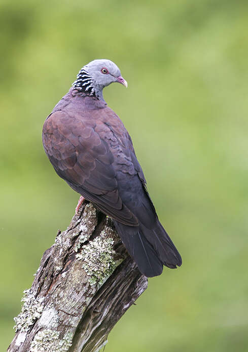 Image of Nilgiri Wood Pigeon