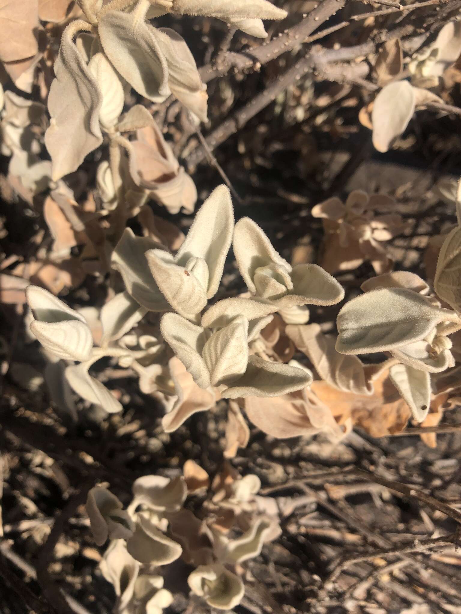 Imagem de Barleria albostellata C. B. Cl.