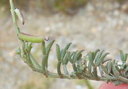 Image of Indigofera meyeriana Eckl. & Zeyh.