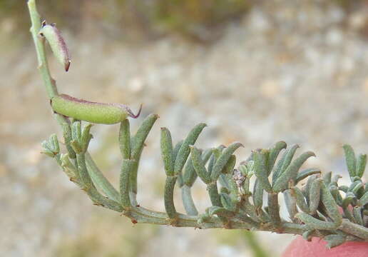 Слика од Indigofera meyeriana Eckl. & Zeyh.