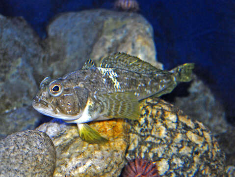 Image of Emerald rockcod