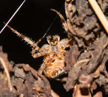 Image of Garden spider