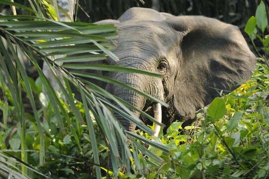 Imagem de Loxodonta cyclotis (Matschie 1900)