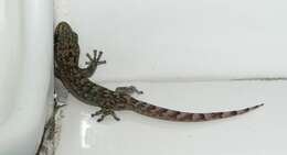 Image of Amatola Rock Gecko