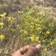 Image of San Joaquin snakeweed