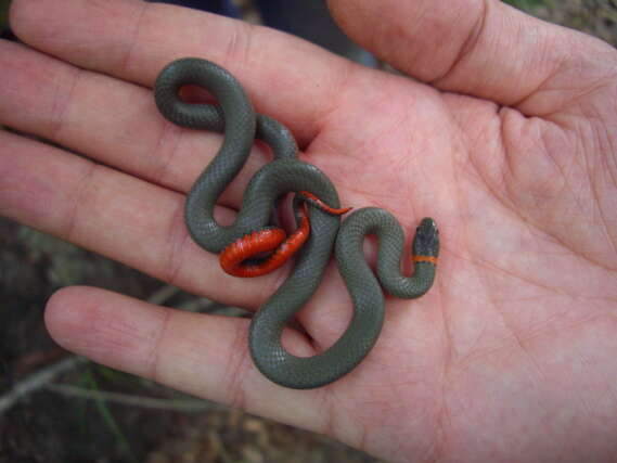 Image of Ring-necked Snake