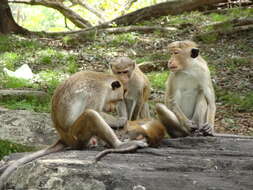 Image of Toque macaque