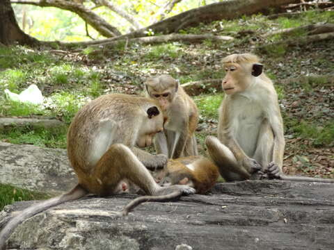 Imagem de Macaca sinica (Linnaeus 1771)