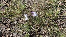 Plancia ëd Linaria nigricans Lange