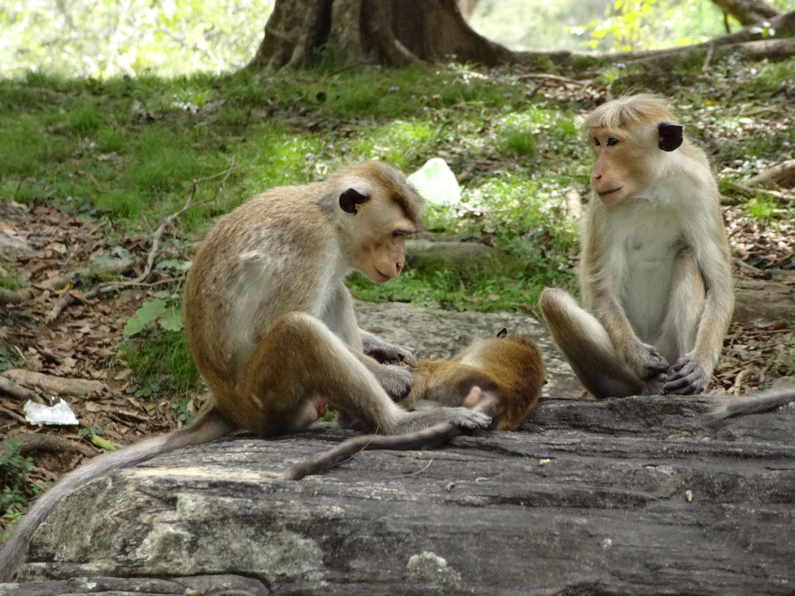 Imagem de Macaca sinica (Linnaeus 1771)