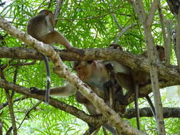 Image of Toque macaque