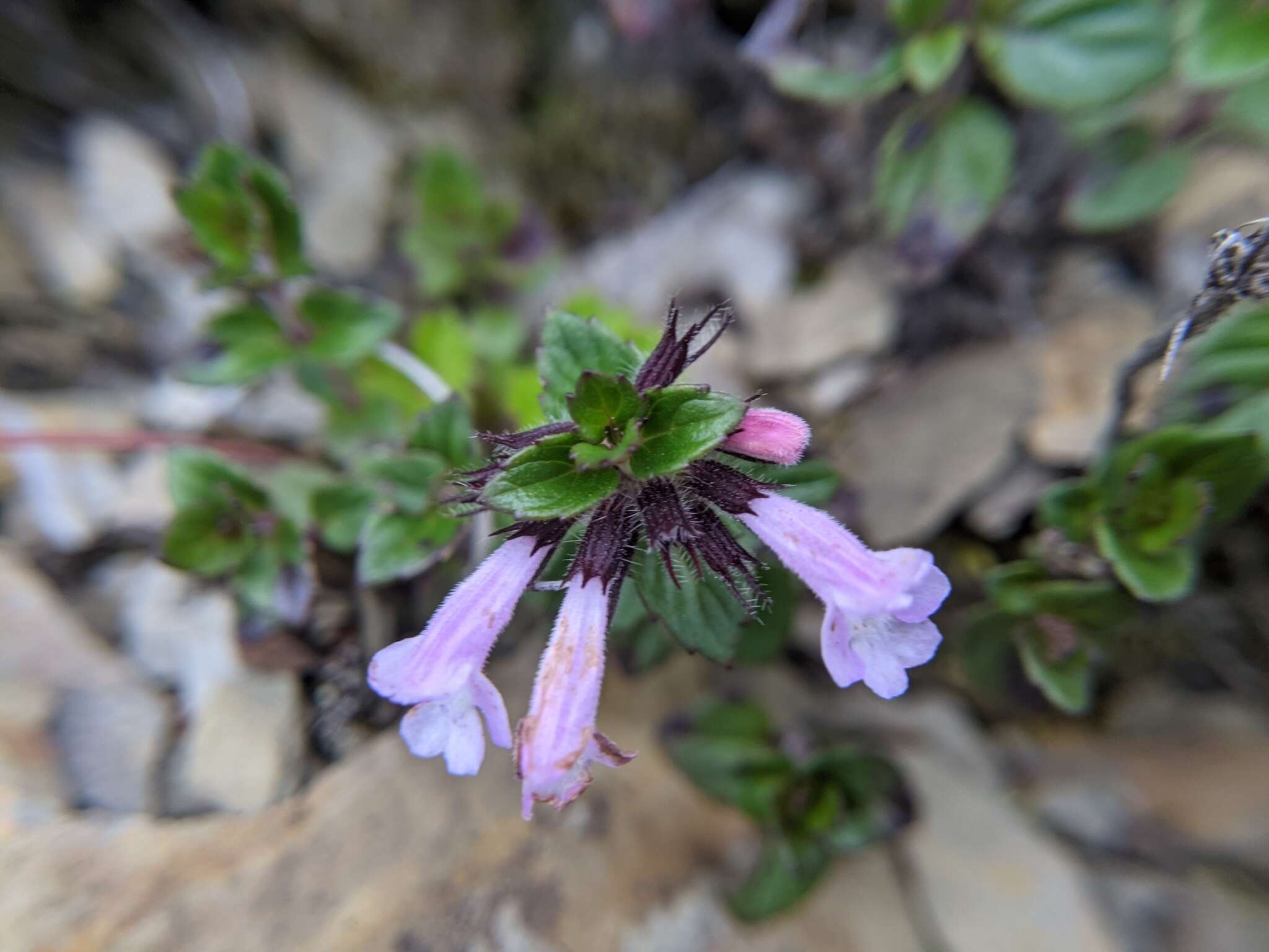 Sivun Clinopodium laxiflorum (Hayata) K. Mori kuva