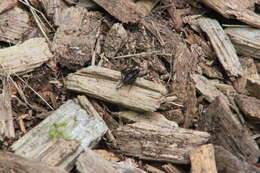 Image of Carolina Ground Cricket