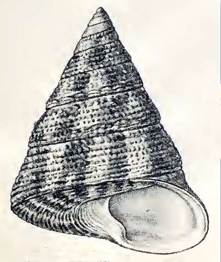 Image of Rochia conus (Gmelin 1791)