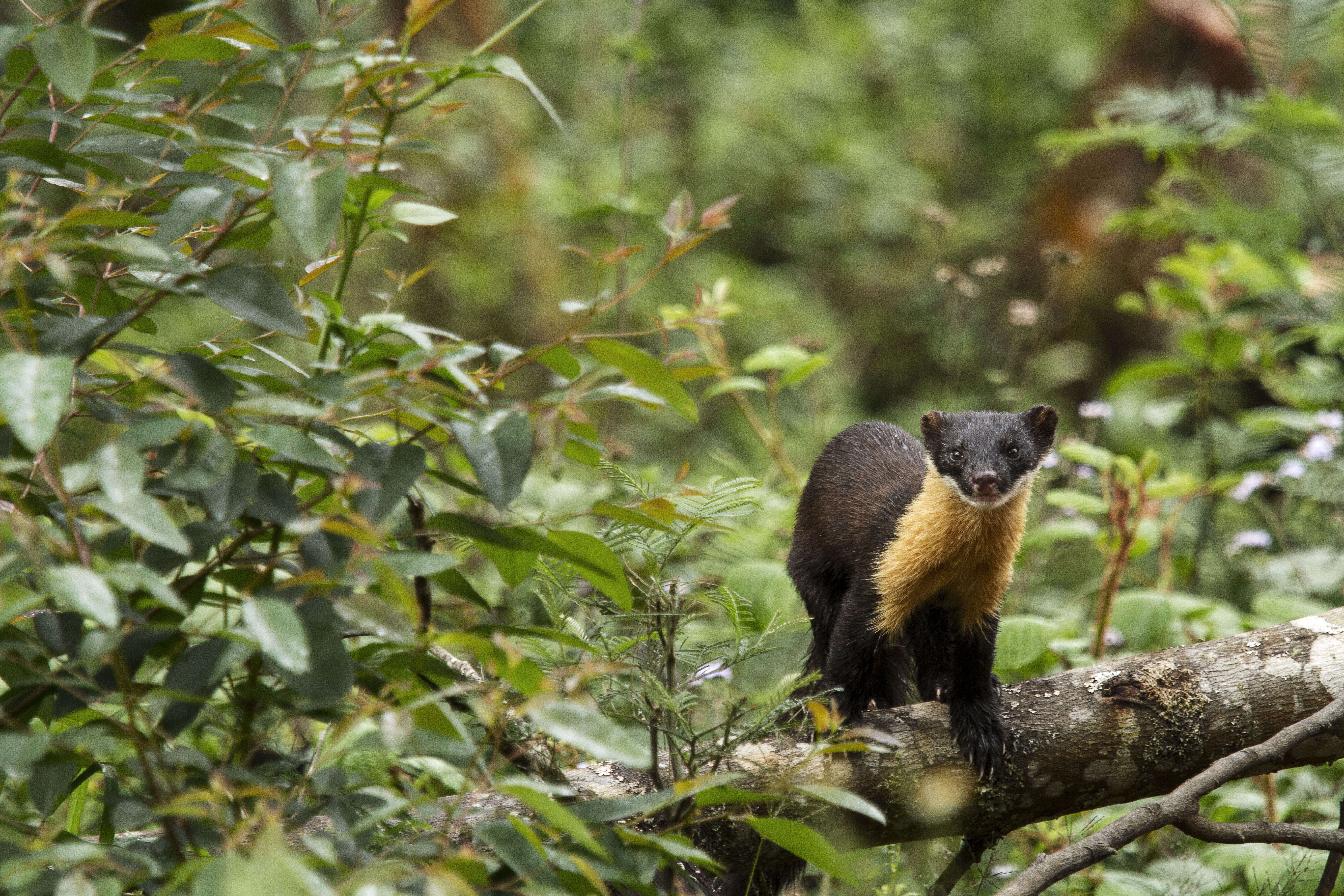 Image of Nilgiri Marten