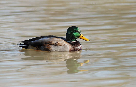 Image of Common Mallard