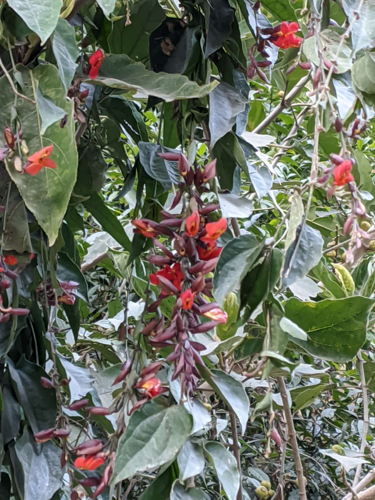 Plancia ëd Thunbergia coccinea Wall.