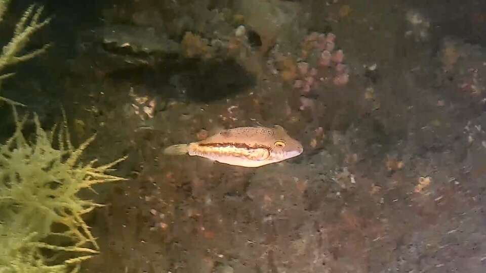 Image of Brown-lined Puffer