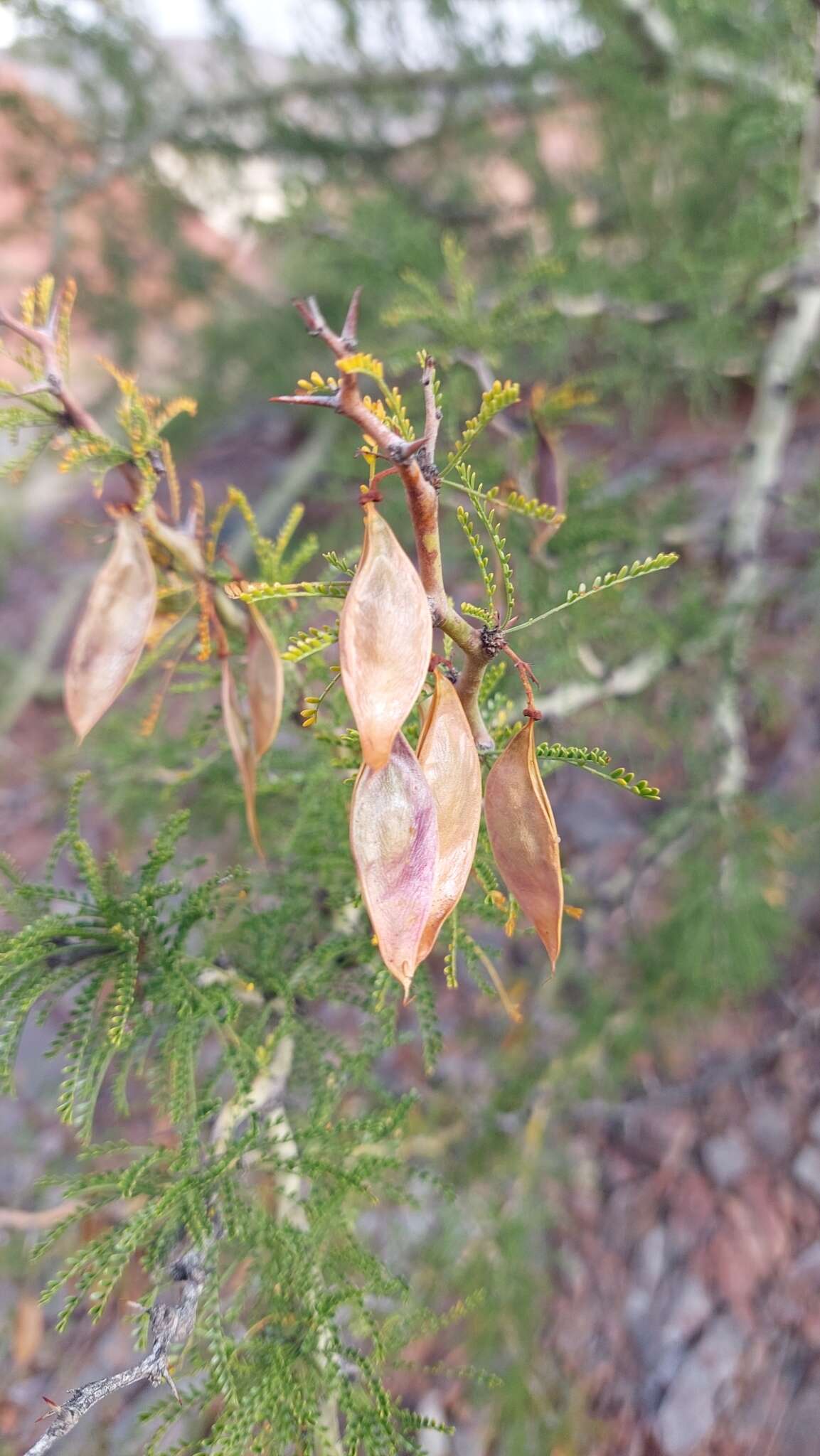 Image of Parkinsonia andicola