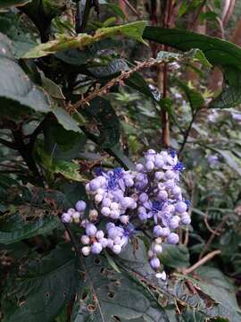 Image of Hydrangea febrifuga (Lour.) Y. De Smet & Granados