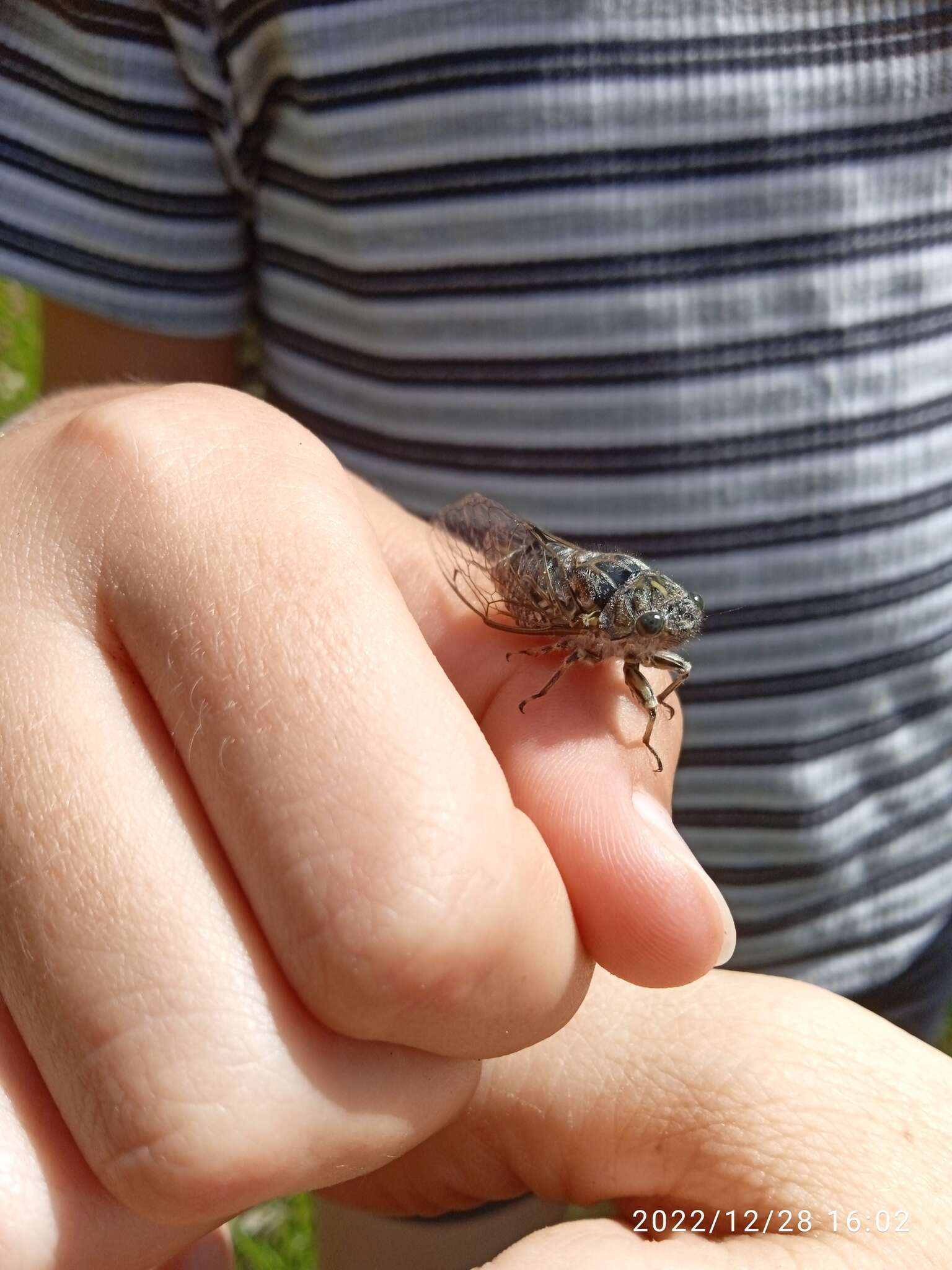 Image of chirping cicada