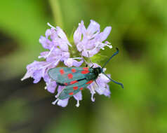 Plancia ëd Zygaena centaureae Fischer de Waldheim 1832