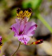 Image of Alstroemeria pulchra Sims